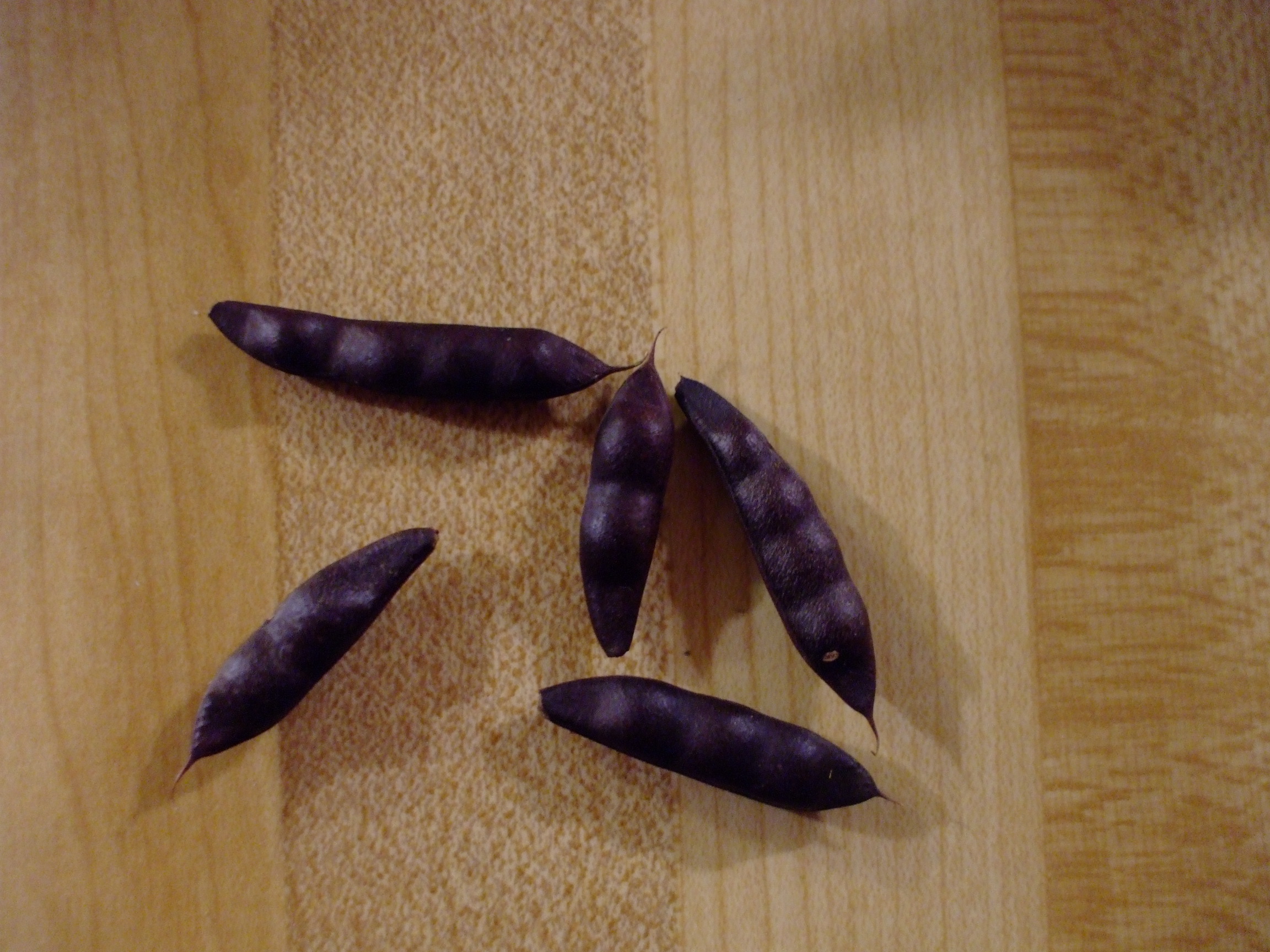 Clitoria mariana